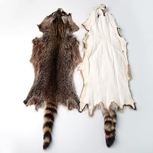 1pcs Natural American Raccoon Pur Hide Pele inteira Pelts com artesanato de taxidermia profissionalmente de alta