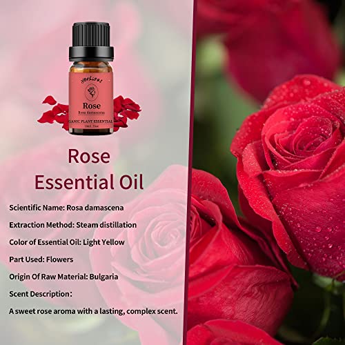 pacote de óleo essencial de rosa yethious com óleo essencial de ylang ylang para difusor 10ml floral