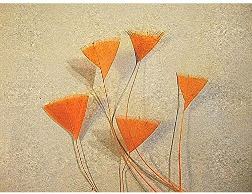 Feathers de cauda de galo de coque - tingido de laranja - 15 pcs - 4-5 - Triângulo