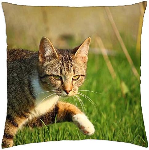 Tampa de travesseiro de arremesso de lesgaulest - gatinho gatinho tigre gato gato bebê jovem gato 1