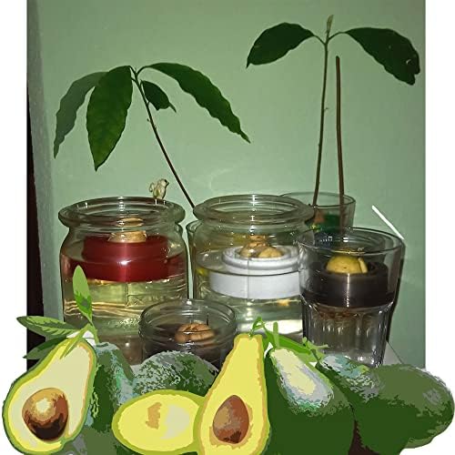 Float de abacate para cultivo de plantas de abacate Planter - 1 peça 2,5 Ø Ø