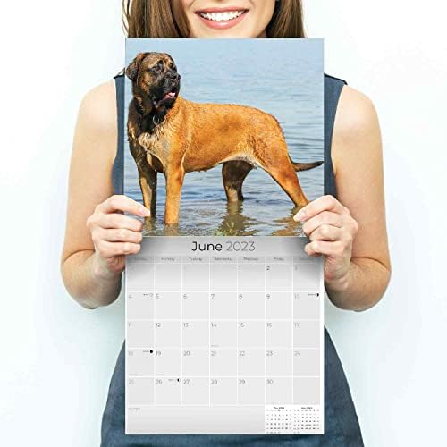 2022 2023 Calendário de mastim - Calendário mensal de parede de raça de cães - 12 x 24 Open - Papel sem complica