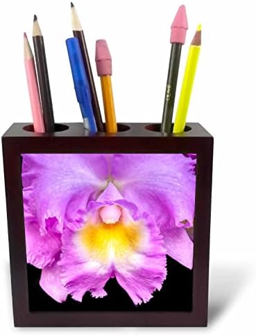 3drose Danita Delimont - Flor - Orquídea roxa de Cattleya. - titulares de caneta de ladrilhos