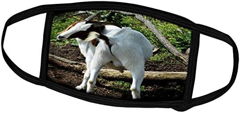 3drose arranhando uma coceira é uma foto de uma cabra se coçando - tampas de rosto