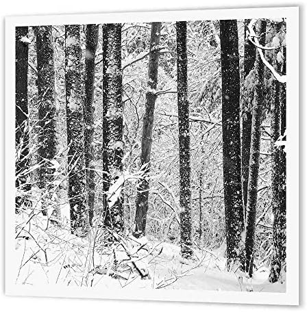 3drose ht_19945_3 Inverno neve preto e branco Fotografia da floresta de pinheiros de Michigan na neve