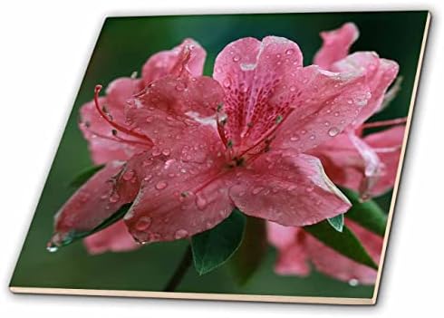 3drose macro fotografia de azáleas rosa após a chuva. - Azulejos