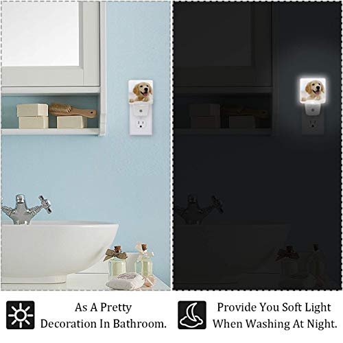 Lâmpada de cabeceira de cabeceira, Retriever Golden Retriever LED Night Plug-in com sensor do anoitecer para o amanhecer para o quarto do banheiro da cozinha escadas de corredor 3x4.5x2in