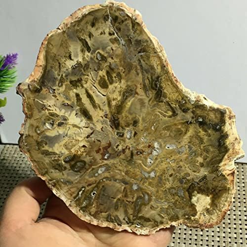 Linda fatia de cristal de madeira petrificada polida Madagascar 527G A1