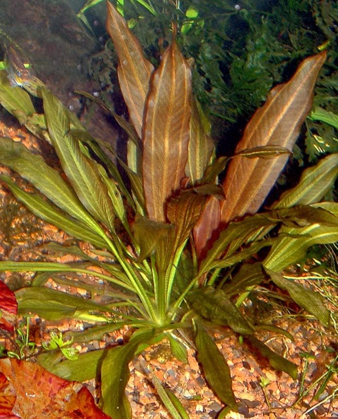 Echinodorus Kleiner em vaso Print Sword - Planta de aquário viva tropical iniciante