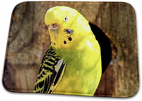 3drose rinapiro - pássaros - periquito, papagaio, pássaro, animal de estimação, natureza - tapetes de secagem
