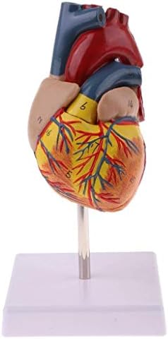 RRGJ Modelo de ensino, tamanho da vida Human Anatomical Heart Model - destacável 2 peças - Organ