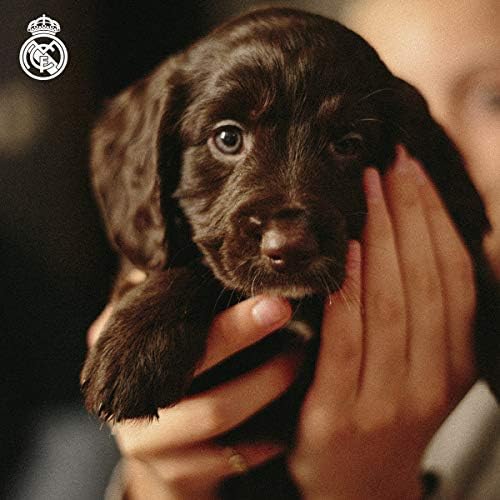 Real Madrid Cf Dog Collar, Size L, Poliéster, Blue, Produto Oficial