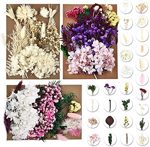Dalaran 6 Pack Pacote Flores prensadas para resina e vela Fazendo múltiplas flores pressionadas com flores