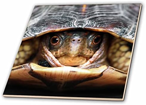 3drose uma fotografia macro de uma tartaruga de caixa saindo de sua concha. - Azulejos